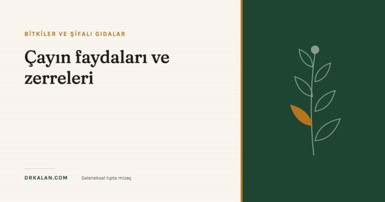 Çayın faydaları ve zerreleri