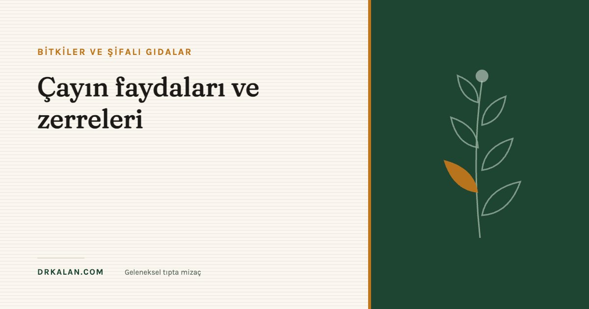 Çayın faydaları ve zerreleri