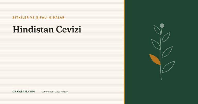 Hindistan Cevizi
