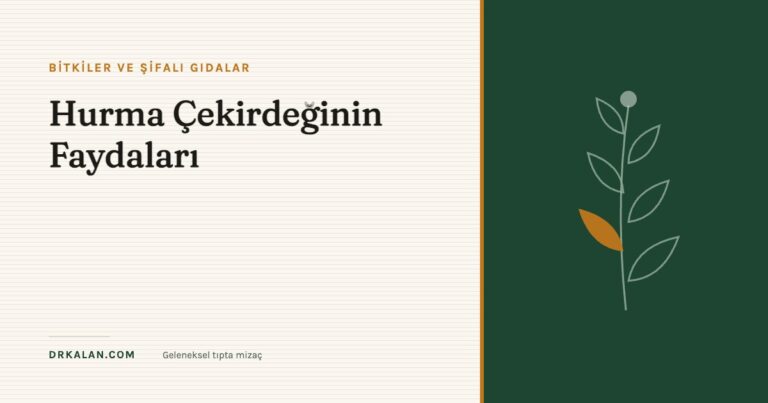 Hurma Çekirdeğinin Faydaları
