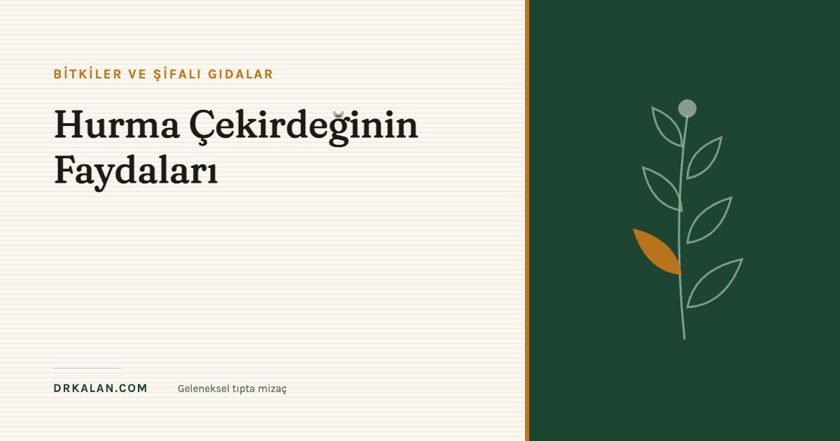 Hurma Çekirdeğinin Faydaları
