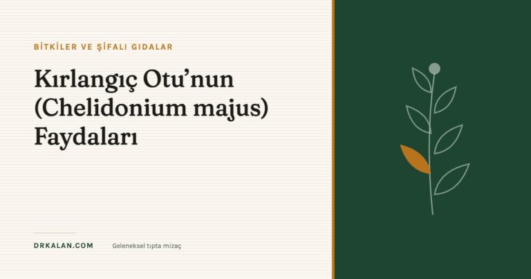 Kırlangıç Otu’nun (Chelidonium majus) Faydaları