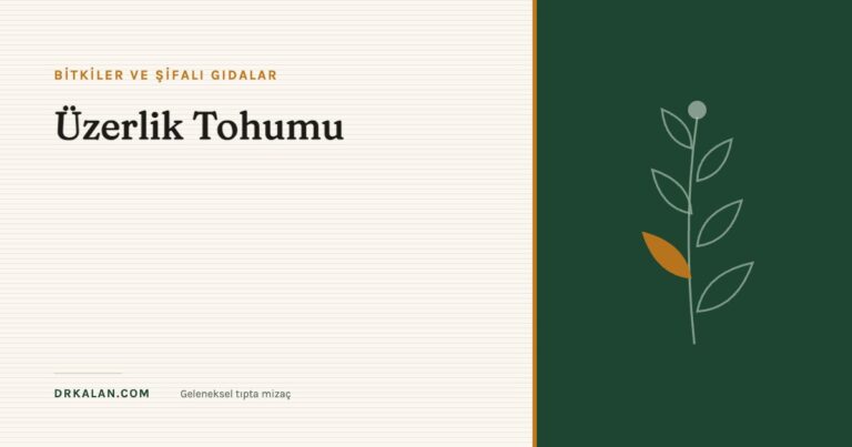 Üzerlik Tohumu